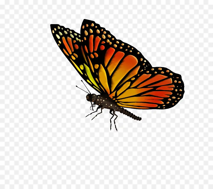 Kelebek，Monarch Kelebek PNG