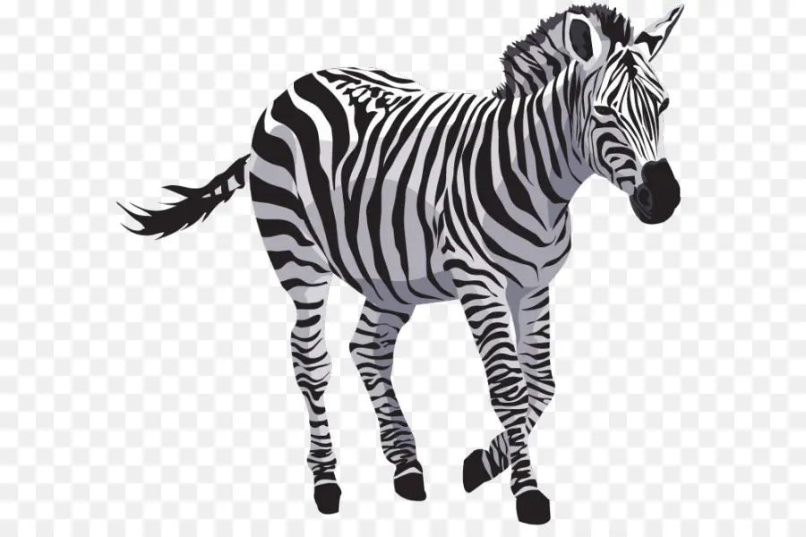 Zebra，çizgili PNG