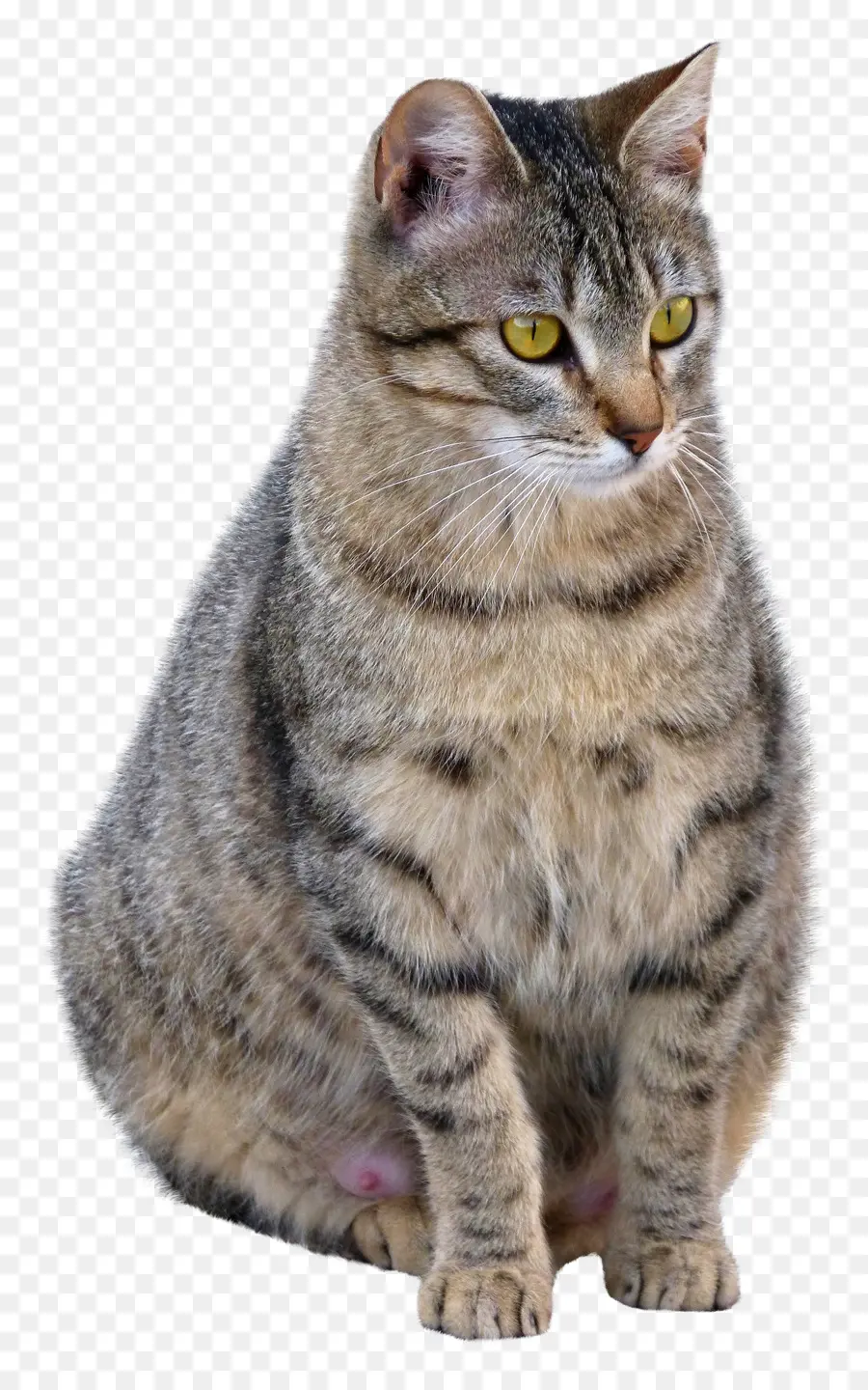 Kedi，Tekir PNG