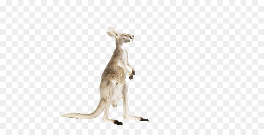 Kanguru，Kırmızı Kanguru PNG