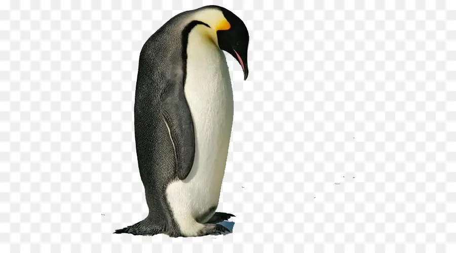 Penguen，Kuş PNG