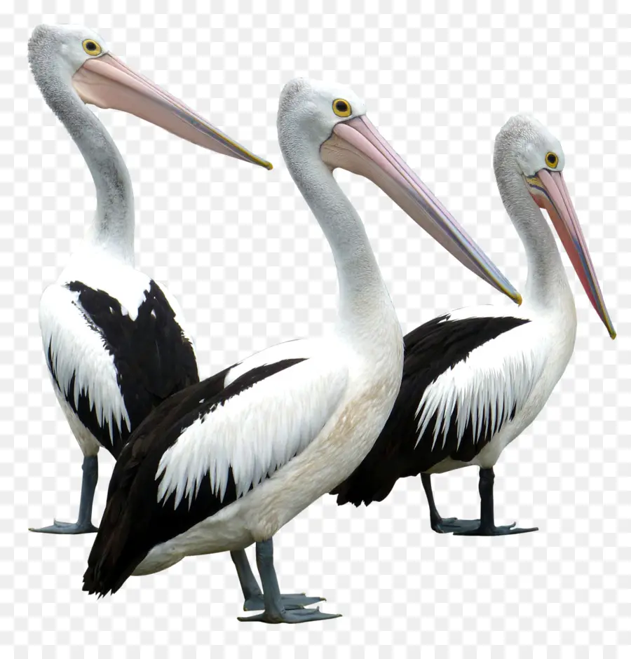 Kuş，Columbidae PNG