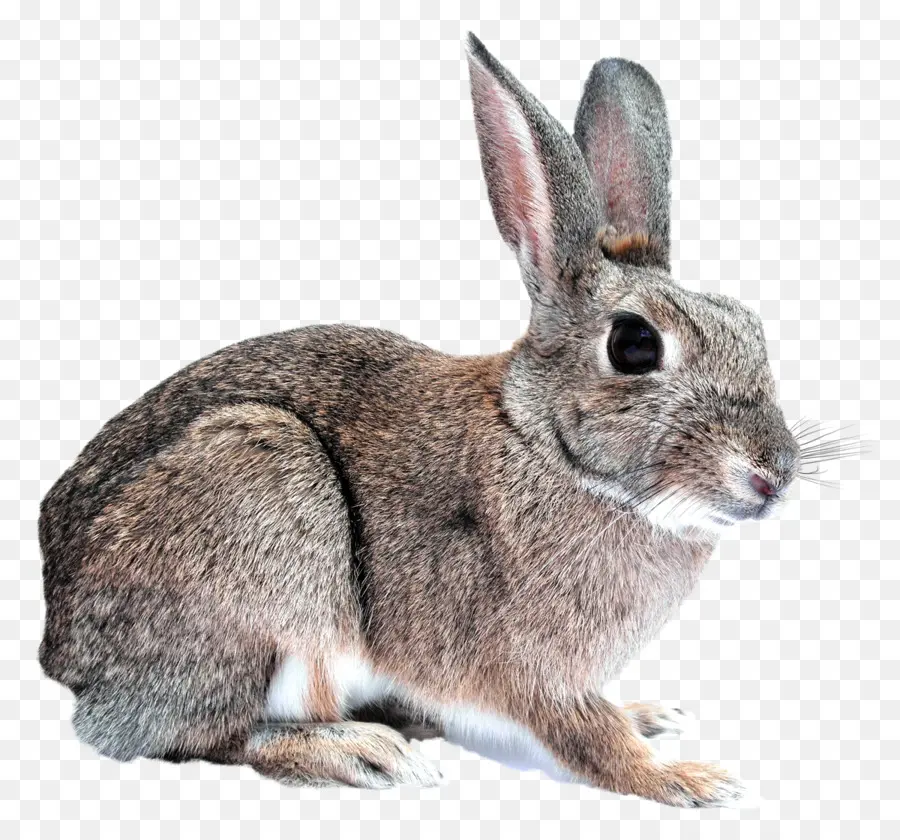 Tavşan，Zulümsüz PNG