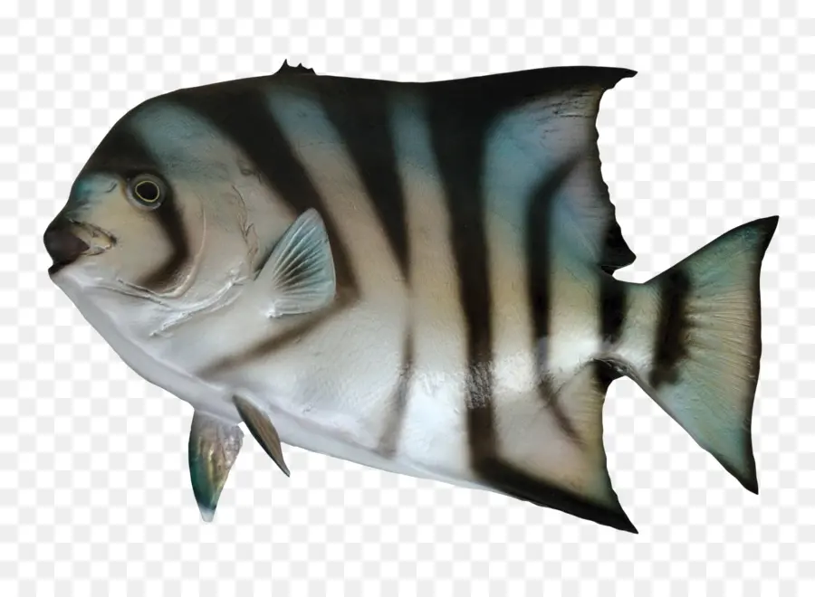 Balık，Thunnus PNG