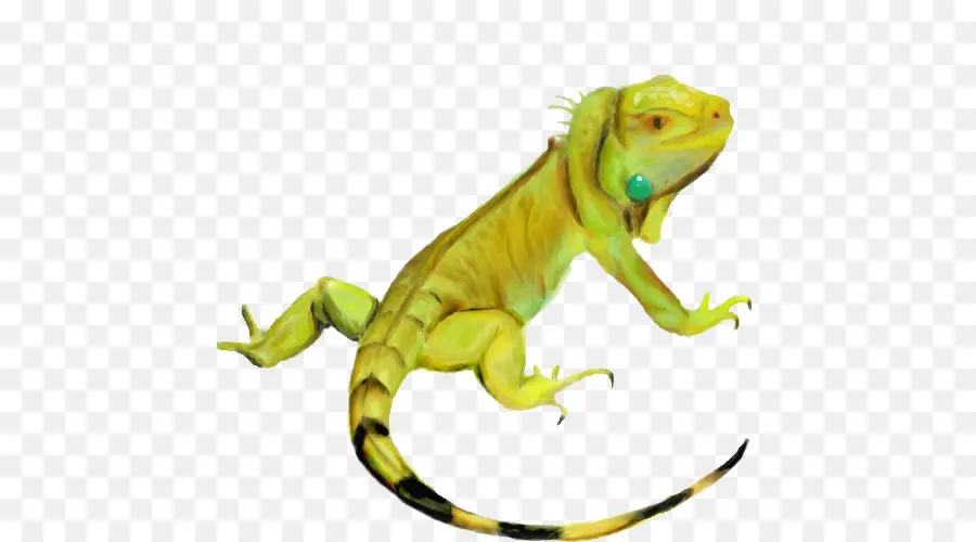 Yeşil Iguana，Kertenkele PNG