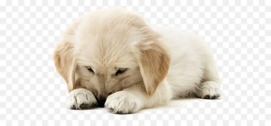 Golden Retriever，Labrador Köpeği PNG