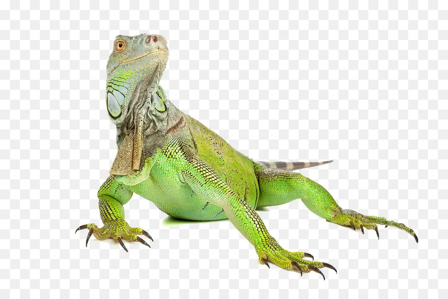 Yeşil Iguana，Kertenkele PNG