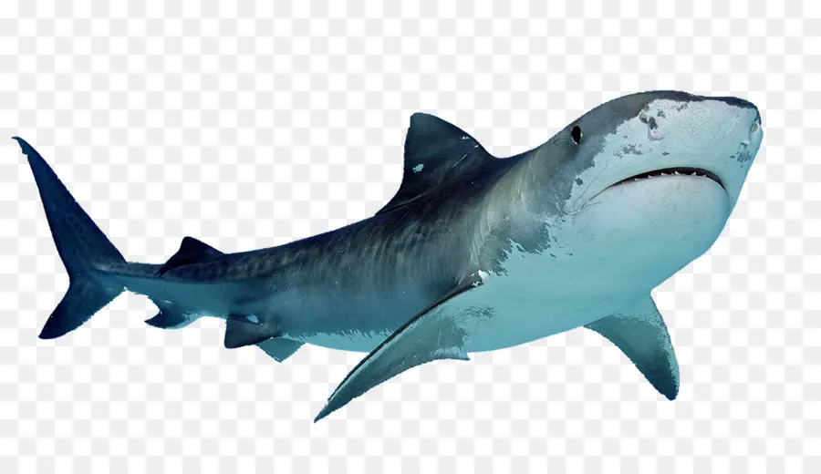 Köpek Balığı，Kaplan Köpek Balığı PNG