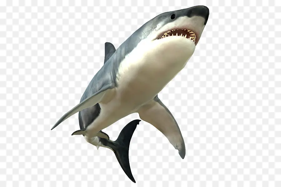 Lamniformes，Requiem Shark PNG