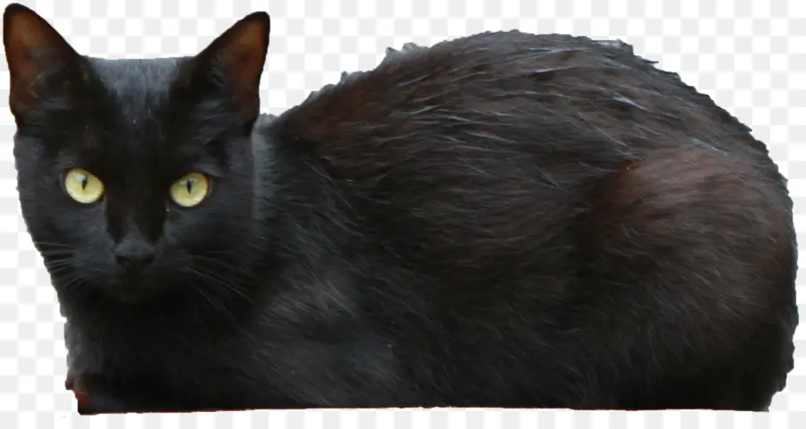 Kara Kedi，Evcil Hayvan PNG