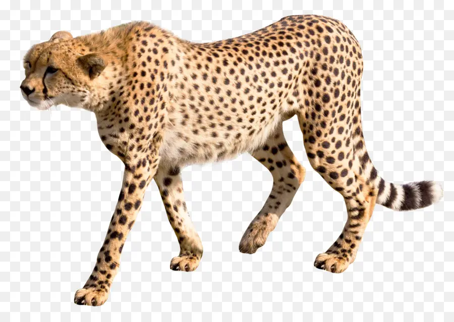 Leopar，Asya Çita PNG