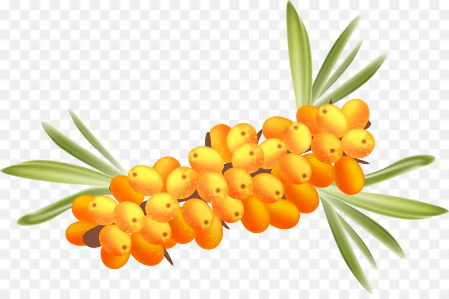 Seebery，Frutti Di Bosco PNG