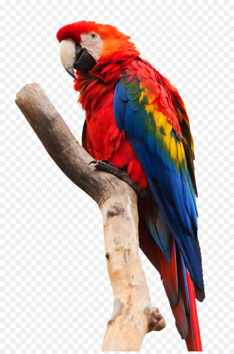 Kuş，Papağan PNG