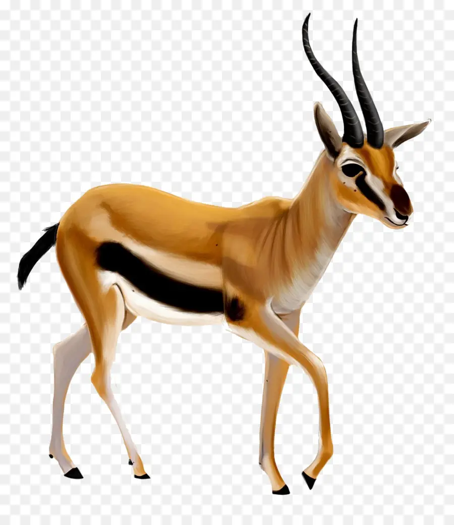 Dorcas Gazelle，Antilop PNG
