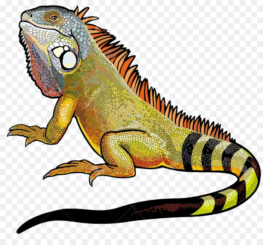 Yeşil Iguana，Kertenkele PNG