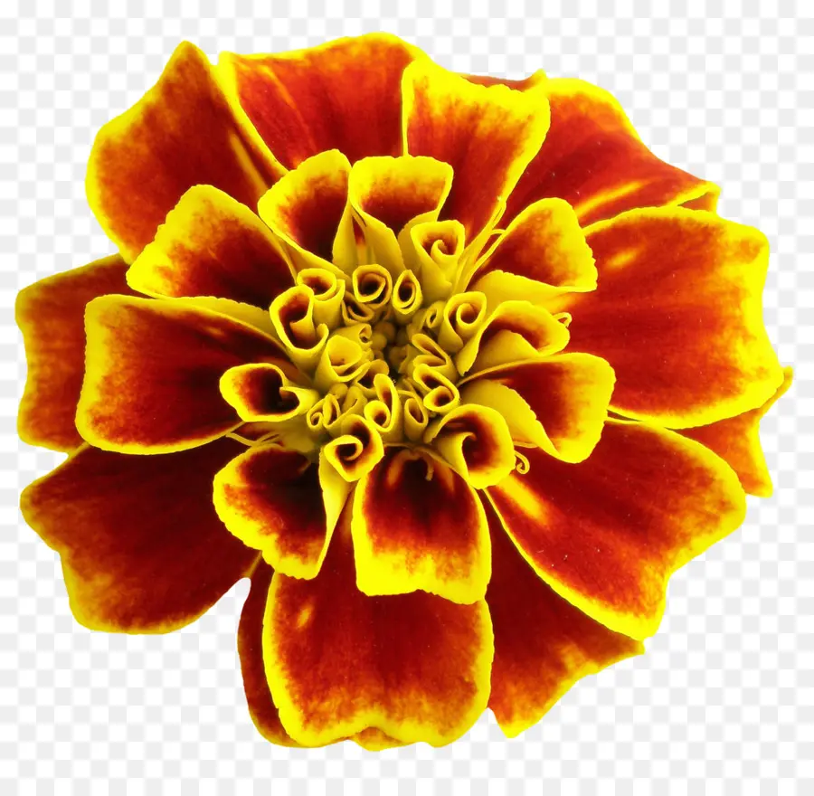 çiçek，Taç Yaprağı PNG