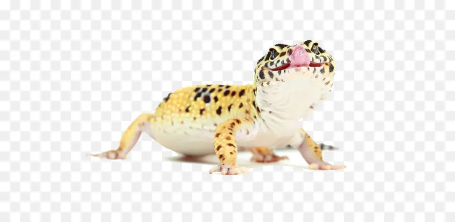 Geko，Benekli PNG