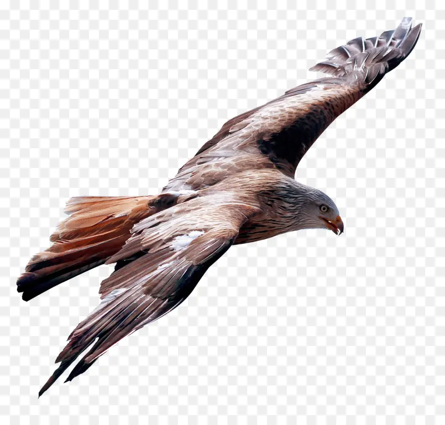 Uçuş，Kuş PNG