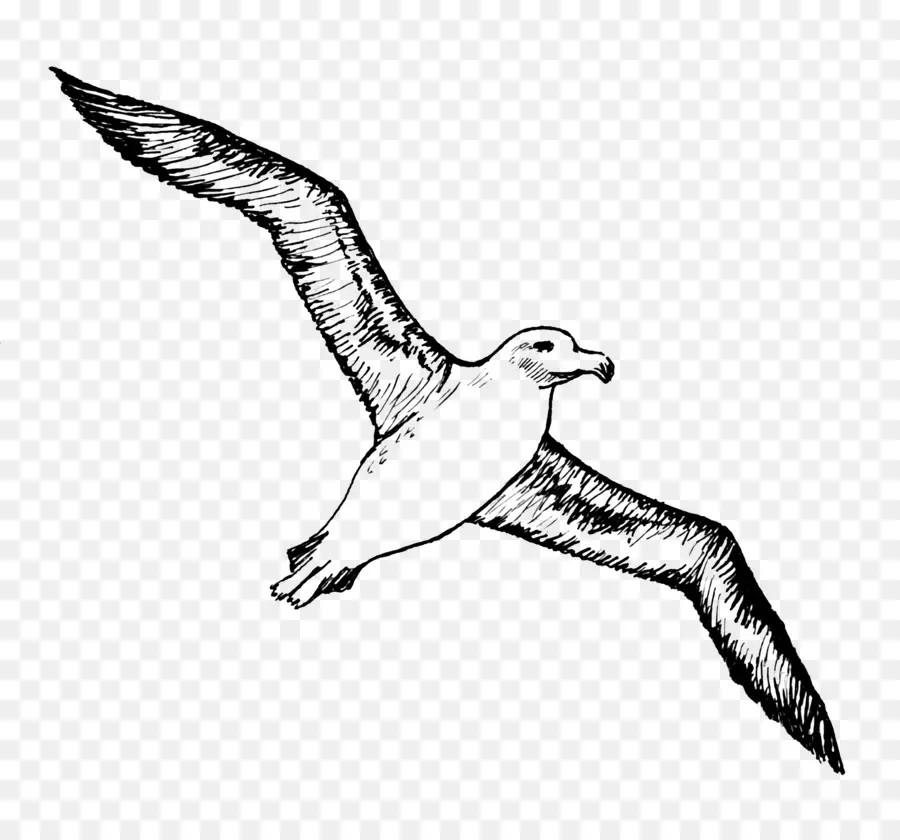 Kuş，Albatros PNG