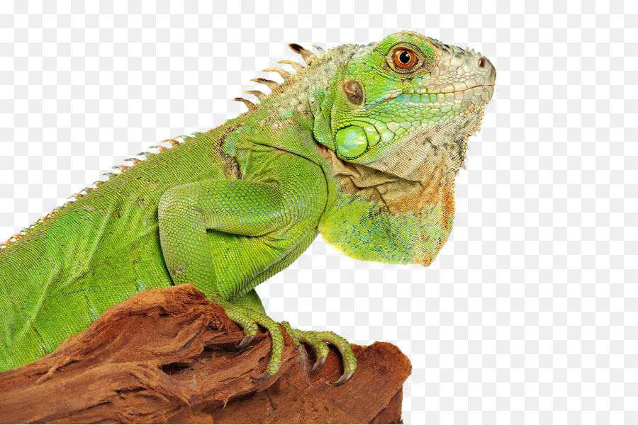 Yeşil Iguana，Sürüngen PNG