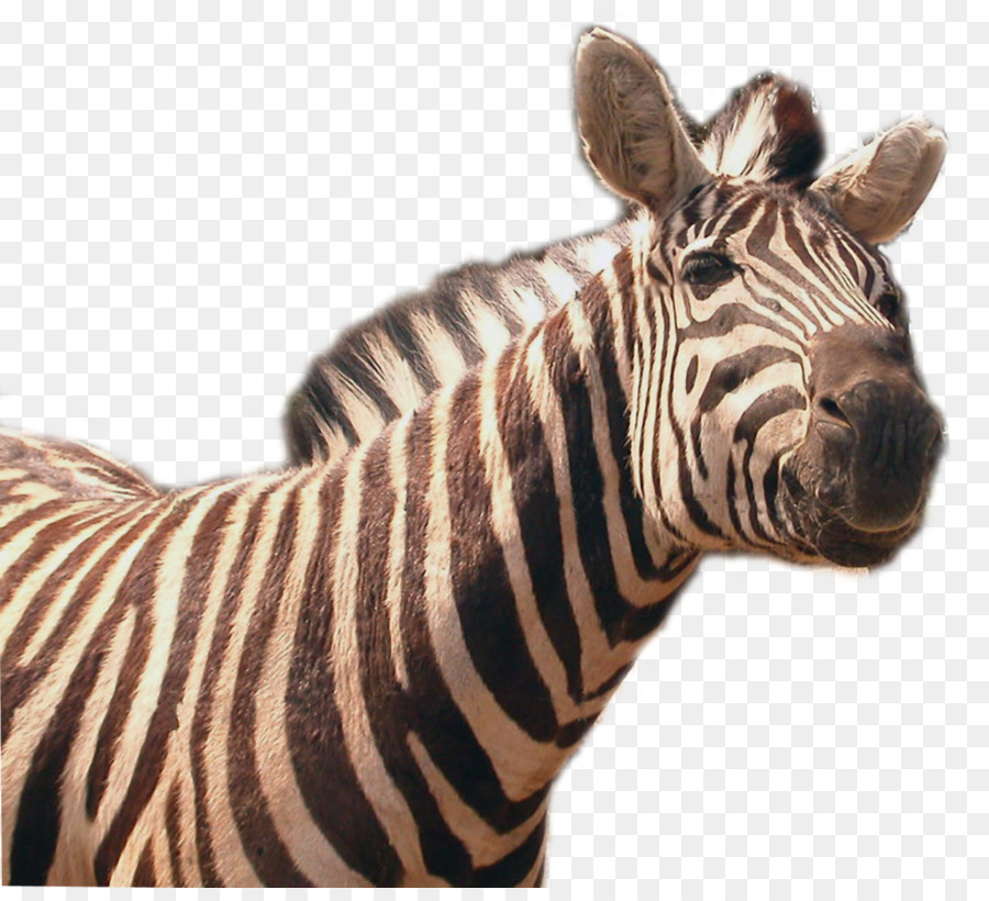 Zebra，Çizgili PNG