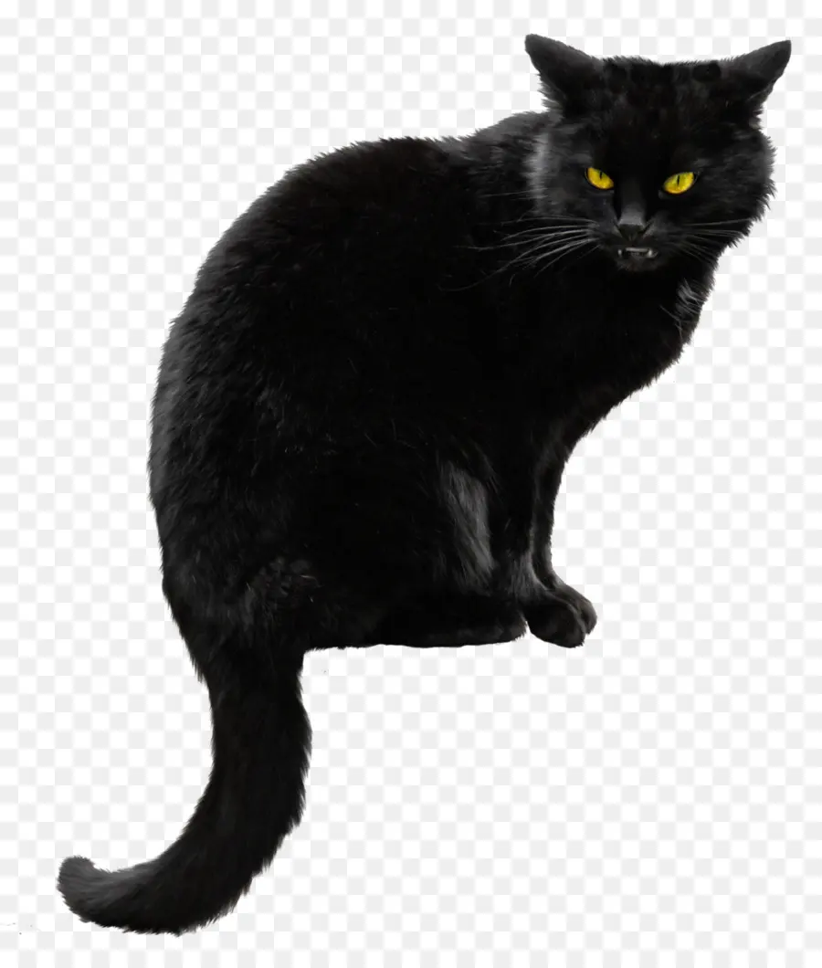 Kara Kedi，Evcil Hayvan PNG