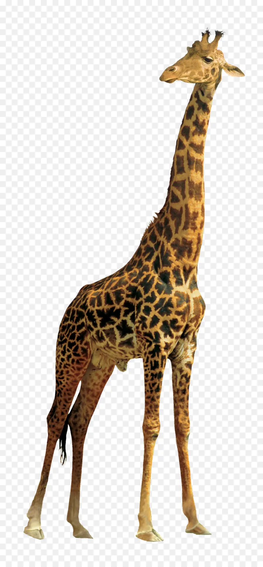 Kuzey Zürafası，Rothschild S Zürafası PNG