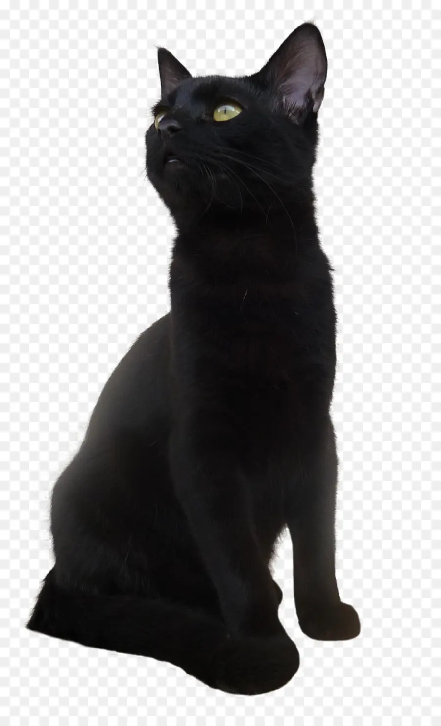 Kedi，Kara Kedi PNG
