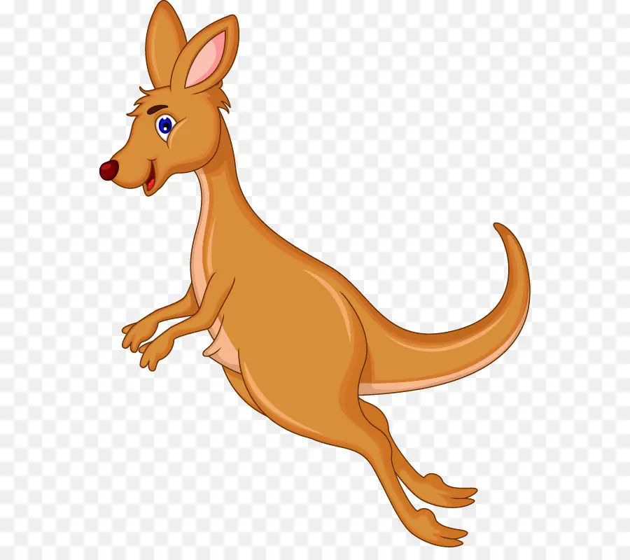 Kanguru，Kanguru Sıçan PNG