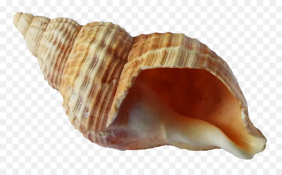 Deniz Kabuğu，Kabuklu Deniz ürünleri PNG
