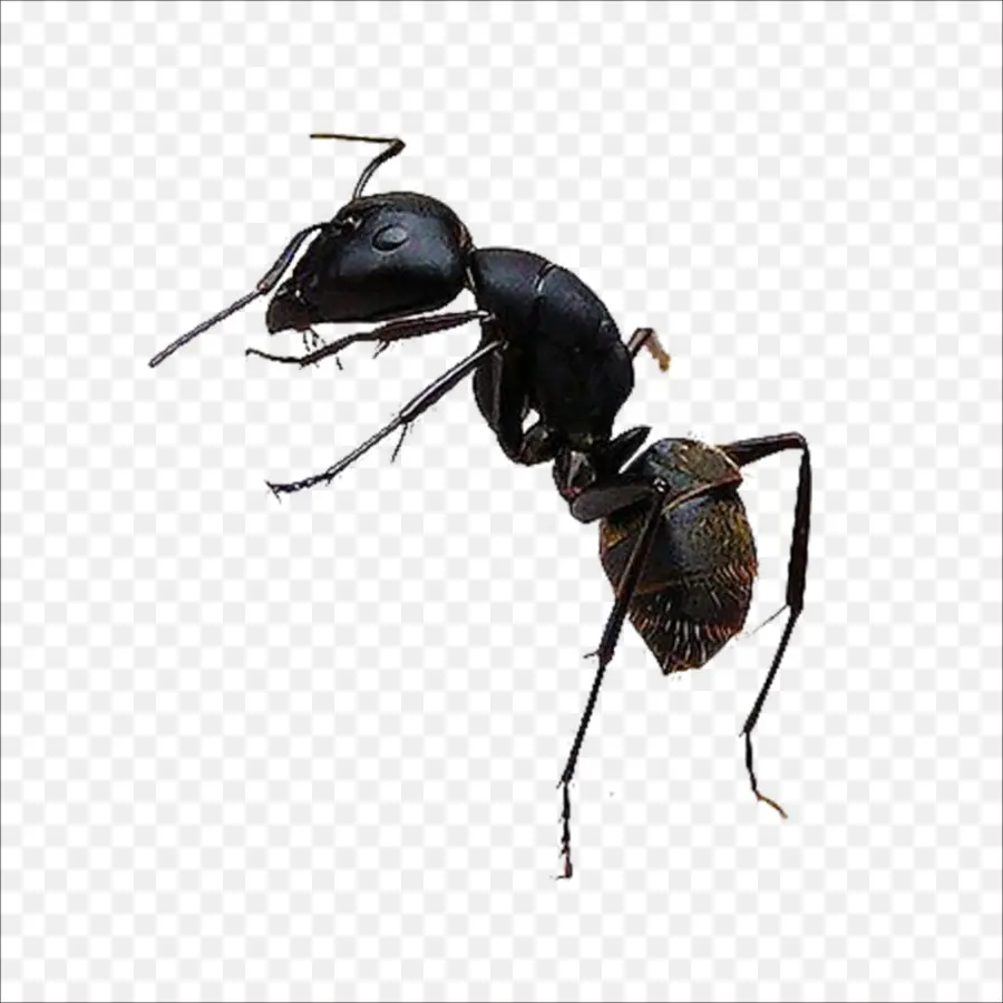 Karınca，Böcek PNG