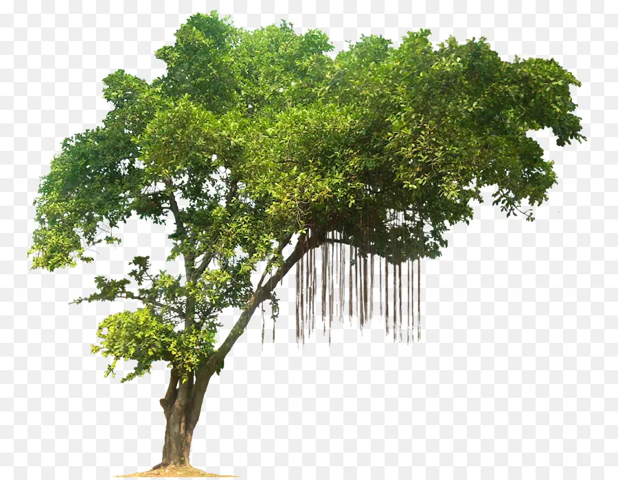 Ağaç，Tropikal Yağmur Ormanları PNG