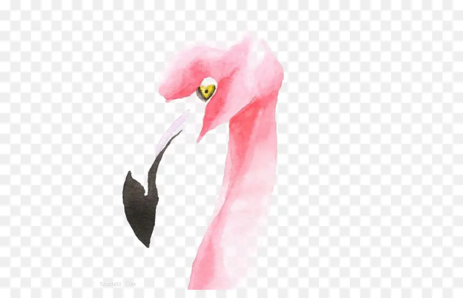 Suluboya Flamingo，Pembe PNG