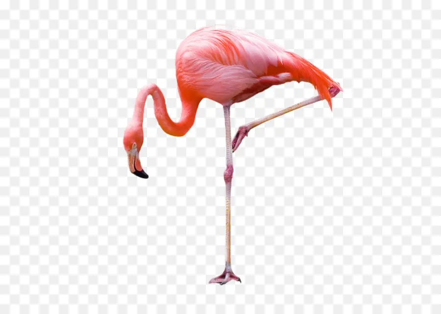 Flamingo，Renk PNG