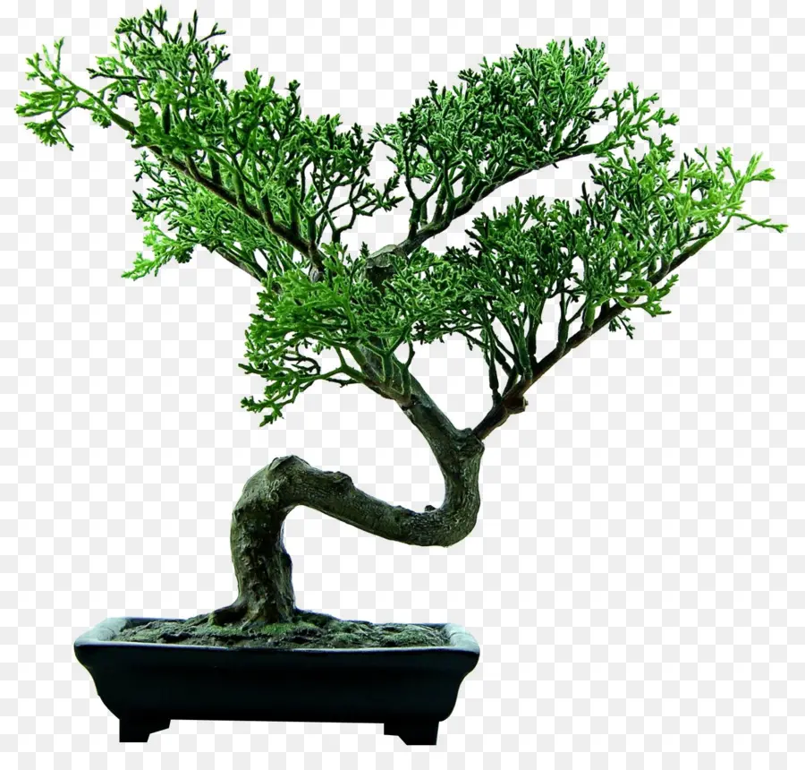 Bonsai Ağacı，Minyatür Ağaç PNG