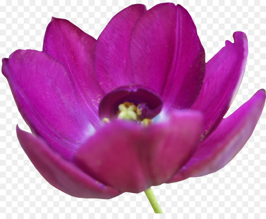 Lale，çiçek PNG