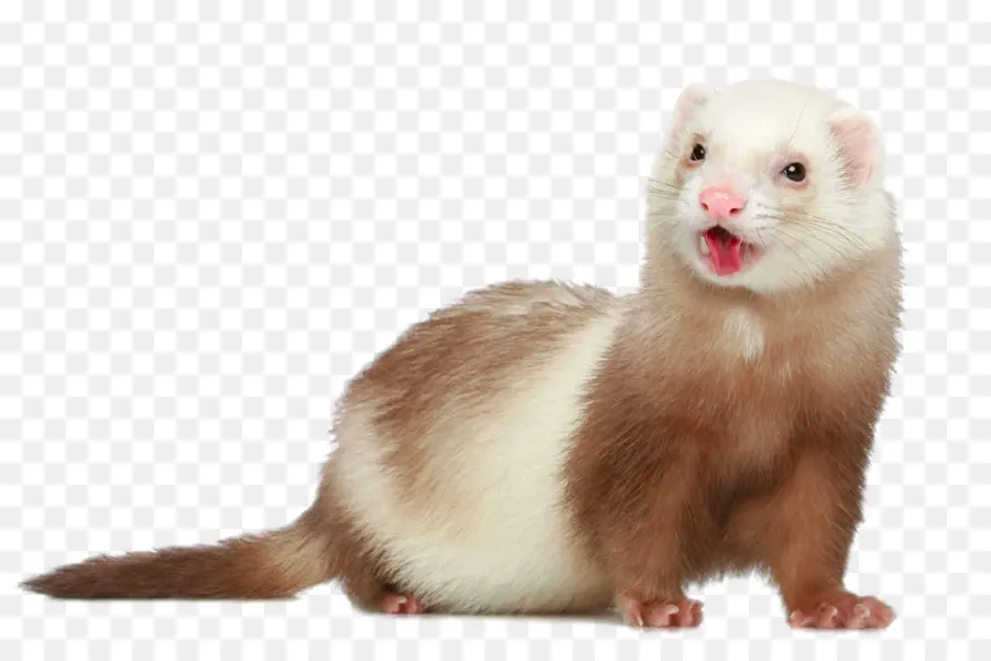 Gelincik，Polecatferret Hibrit PNG