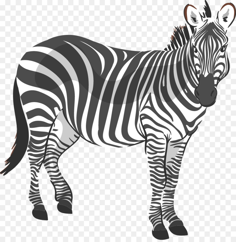 Zebra，Siyah Ve Beyaz PNG