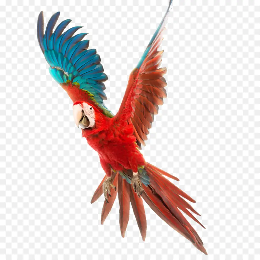 Kuş，Dalğalı Papağanlar PNG