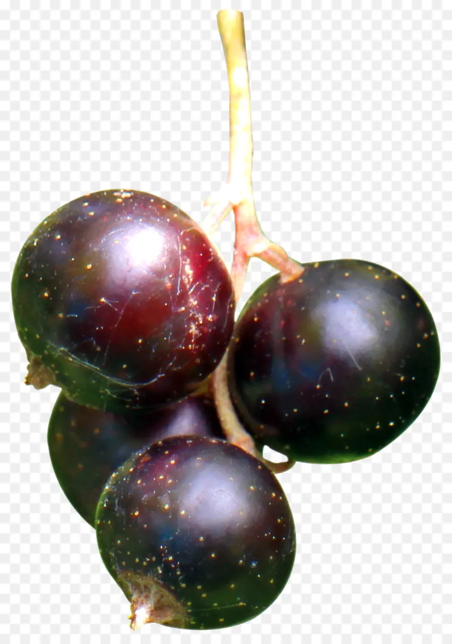 Frenk üzümü，Orman Meyveleri PNG