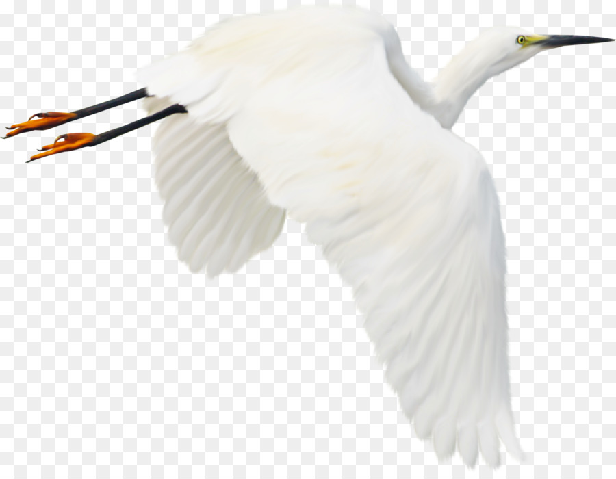 Kuş，Balıkçıl PNG