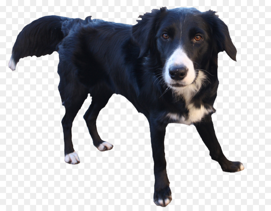 Köpek，Evcil Hayvan PNG