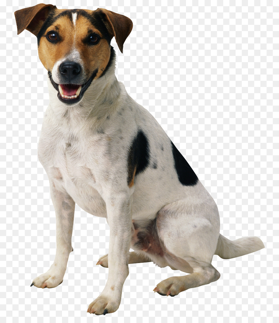 Boksör，Köpek Yavrusu PNG