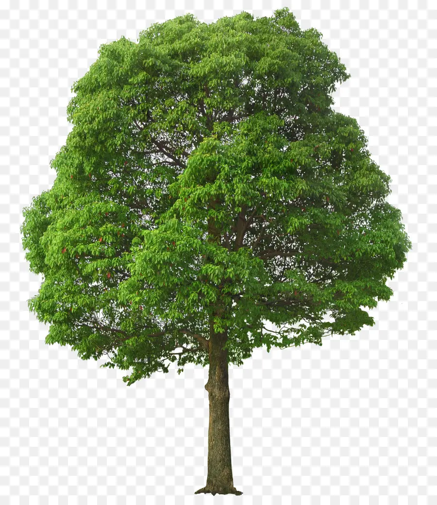 Ağaç，Piksel PNG