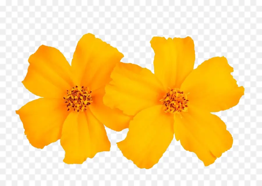Meksika Marigold，çiçek PNG
