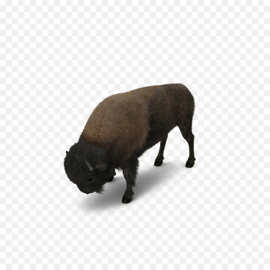 Amerikan Bison，Otobur PNG