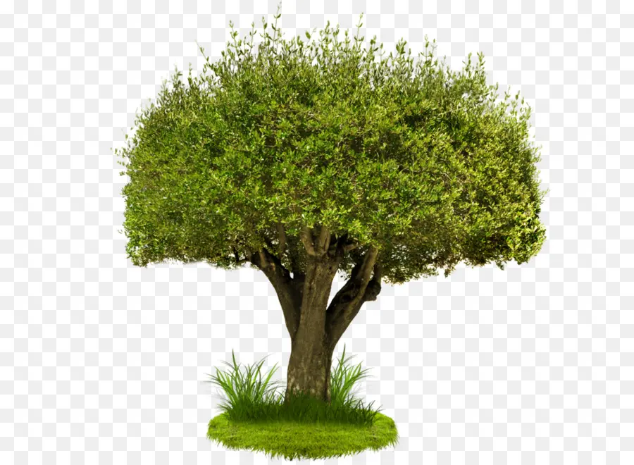 Ağaç，Görüntü çözünürlüğü PNG