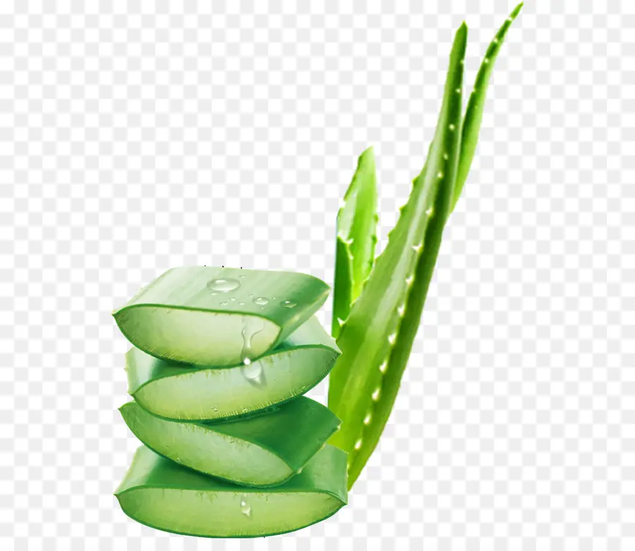 Aloe Vera，Yeşil PNG