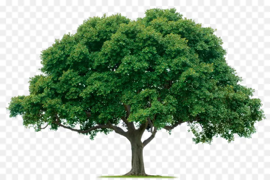Ağaç，Lawntek Llc PNG