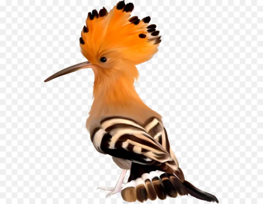 Kuş，Afrika PNG